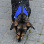Beznapäťový postroj + vodítko XL – Obrázok 7